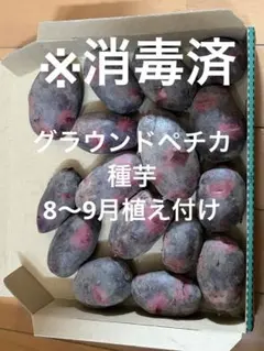 秋植えジャガイモ】※消毒済 グラウンドペチカ（デストロイヤー)1.2キロ