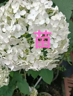 濃い青色の紫陽花 マリンブルー 挿し木ポット苗 - メルカリ