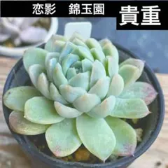 2026年最新】錦玉園の人気アイテム - メルカリ