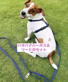 2026年最新】ハキハナハーネスの人気アイテム - メルカリ