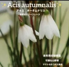 リリー様 リクエスト 2点 まとめ商品