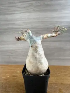 キフォステンマ ベティフォルメ ナローリーフ