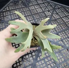 2025年最新】JeNny tcの人気アイテム - メルカリ