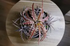 Dyckia lunaris ディッキア ルナリス 子株1つ - メルカリ