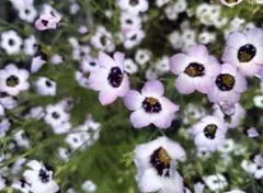 Totto様 リクエスト 2点 まとめ商品