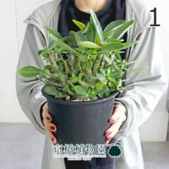 現品】アデニウム・アラビカム モンスター 5号 黒鉢（9） - メルカリ