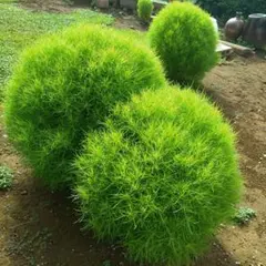 寝子様 リクエスト 2点 まとめ商品