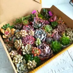 多肉植物 カット苗 詰め合わせ 寄せ植えセット [匿名発送]