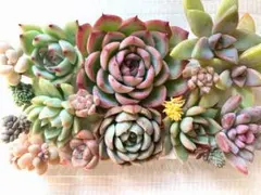 多肉植物 カット苗詰め合わせ 寄せ植えセット 《72》 エケベリア 多肉弁当