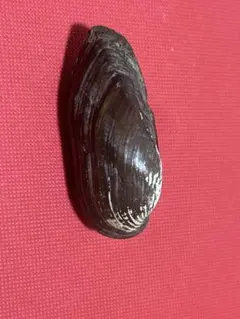 イシガイ 5.58cm 中国産 貝殻標本