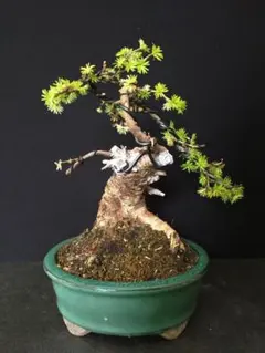 小品盆栽・良樹形】真柏 盆栽 樹高15cm×横幅15cm 鉢付き - メルカリ
