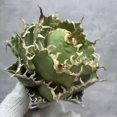 2025年最新】フィリグリー アガベの人気アイテム - メルカリ