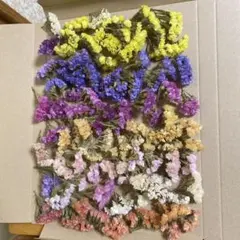 Bネコポス　スターチス　ドライフラワー　ヘッド