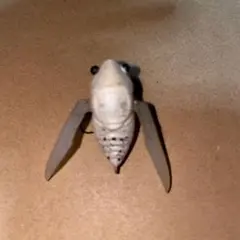 メガバス　タイニーシグレのサムネイル
