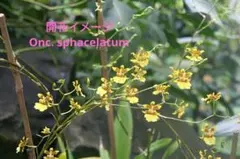 オンシジューム スファケラツム　Oncidium sphacelatumのサムネイル