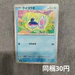 【在庫3】ケイコウオまとめ買いのサムネイル