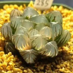 多肉植物 ハオルチア 菘藍オブツーサ錦 鮮明錦 糊斑 - メルカリ