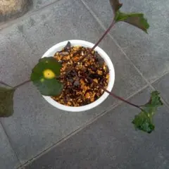 うにねこ様 リクエスト 2点 まとめ商品