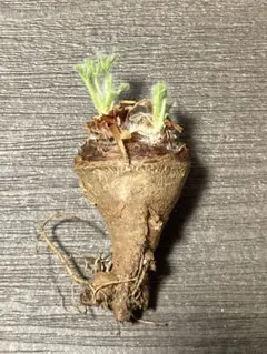 t*y様 冬型塊根植物 ペラルゴニウム アッペンディクラツム ①のサムネイル