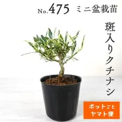 2026年最新】沖縄盆栽の人気アイテム - メルカリ