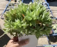 多肉植物　ハオルチア札落ち　複数大株