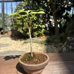 新緑・模様木】楓（カエデ）盆栽 樹高13cm×横幅12cm ミニ盆栽 鉢付き