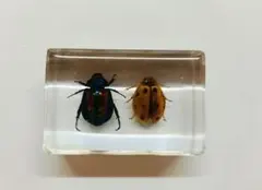 H ▫ 표본 ▫ 곤충 표본 ▫ 투명 수지 ▫ 생물 ▫ 곤충 ▫ 수지 표본 ▫ 2마리 ▫