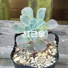 No.9 七福神 抜き苗 多肉植物 - メルカリ