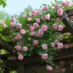 つるバラ苗 ユキコ ツルバラ苗 ミニツルバラ - メルカリ
