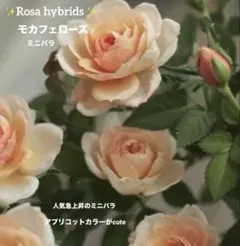 ミニバラ♡モカフェローズ♡3.5号♡ポットごと宅急便コンパクト - メルカリ