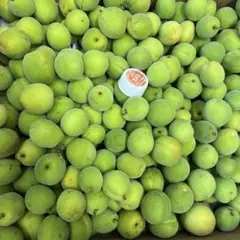 青森県産豊後梅箱込み3キロのサムネイル