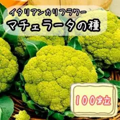 amh様 リクエスト 2点 まとめ商品