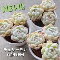 ズッキーニ様 リクエスト 3点 まとめ商品