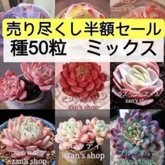 多肉植物 種50粒 ミックスセット レア入りのサムネイル