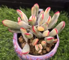 2026年最新】観葉植物の人気アイテム - メルカリ