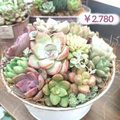 多肉植物寄せ植え　セール2.980→2.780 バレンタイン❤　ラッピング付き