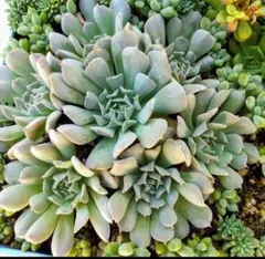 多肉植物 白牡丹 抜き苗 - メルカリ
