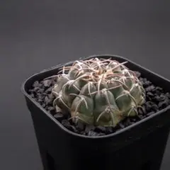 2025年最新】ギムノカリキウム バッテリーの人気アイテム - メルカリ