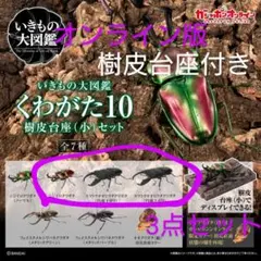 スマトラオオヒラタ　ニジイロ　3点セット　いきもの大図鑑くわがた10　樹皮台座付