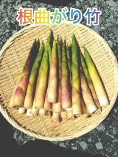 根曲り竹　田沢湖産 根曲り竹 田沢湖産1キロ - メルカリ
