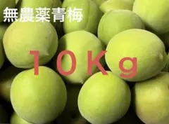 sun様　山梨県産　20kg　新鮮　青梅　甲州小梅　加工用 sun様 山梨県産 20kg 新鮮 青梅 甲州小梅 加工用 - メルカリ