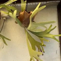 P.willinckii Thousands of arrows fired - メルカリ