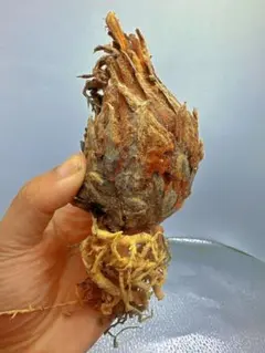 2025年最新】黄金ソテツの人気アイテム - メルカリ