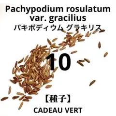 種子 100粒 象牙宮 パキポディウム グラキリス 塊根植物 - メルカリ