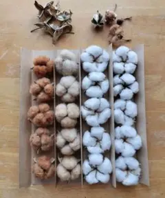 綿花 ドライフラワー 20個セット④