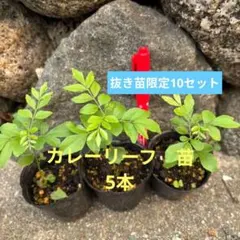 カレーリーフ 苗 5本セット 抜き苗