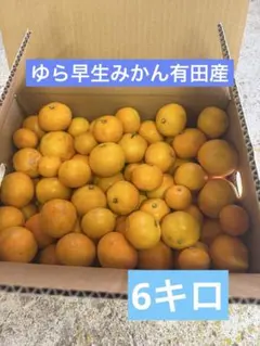 ゆら早生みかん有田産