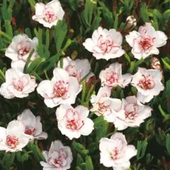 杏花　〜プロフ必読〜様 リクエスト 2点 まとめ商品