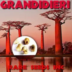 ＸＪＲ様専用♪