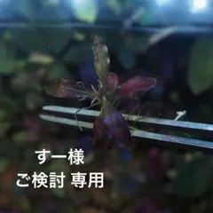 Bucephalandra sp. Ghost Kalimantan（専用）